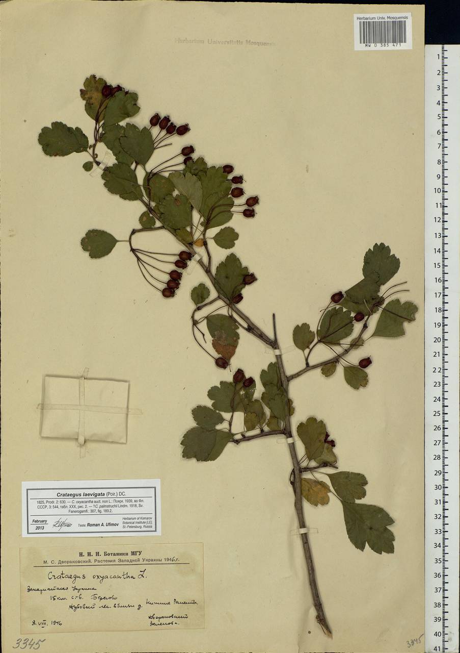 Crataegus laevigata (Poir.) DC., Eastern Europe, West Ukrainian region (E13) (Ukraine)