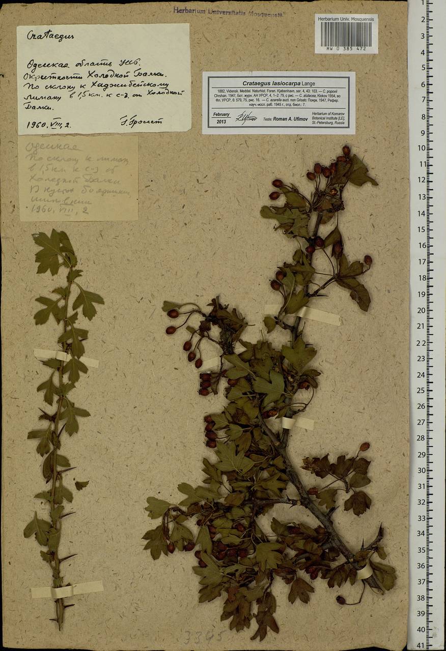 Crataegus monogyna var. lasiocarpa (Lange) K. I. Chr., Eastern Europe, South Ukrainian region (E12) (Ukraine)