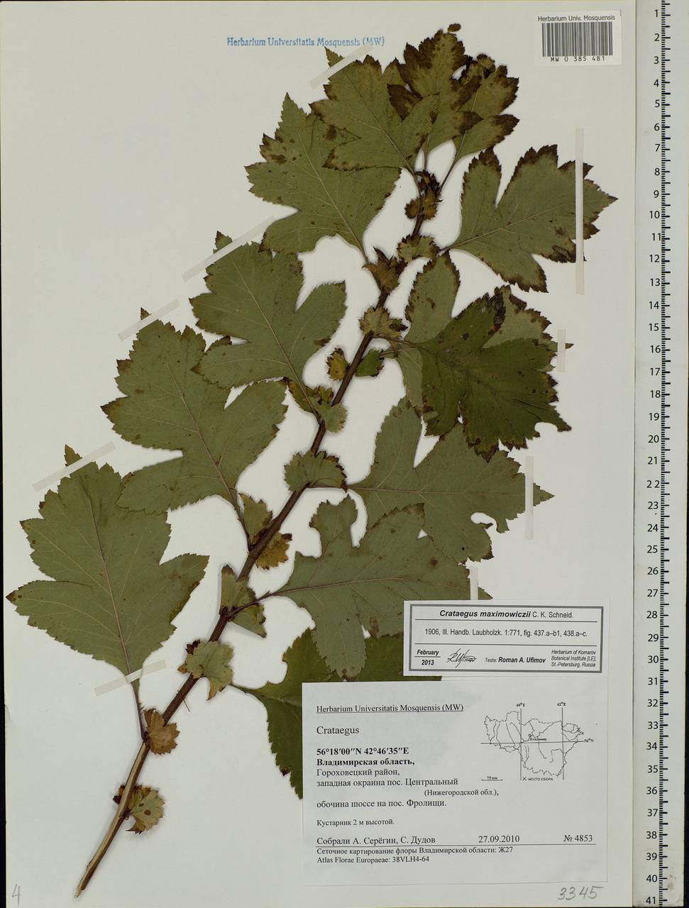 Crataegus maximowiczii C. K. Schneid., Eastern Europe, Central region (E4) (Russia)