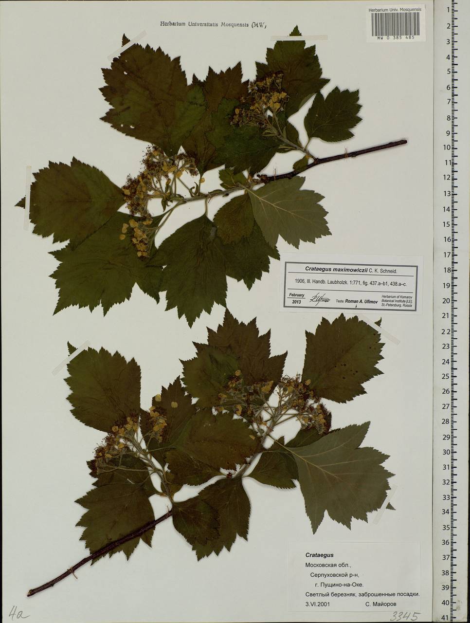 Crataegus maximowiczii C. K. Schneid., Eastern Europe, Moscow region (E4a) (Russia)