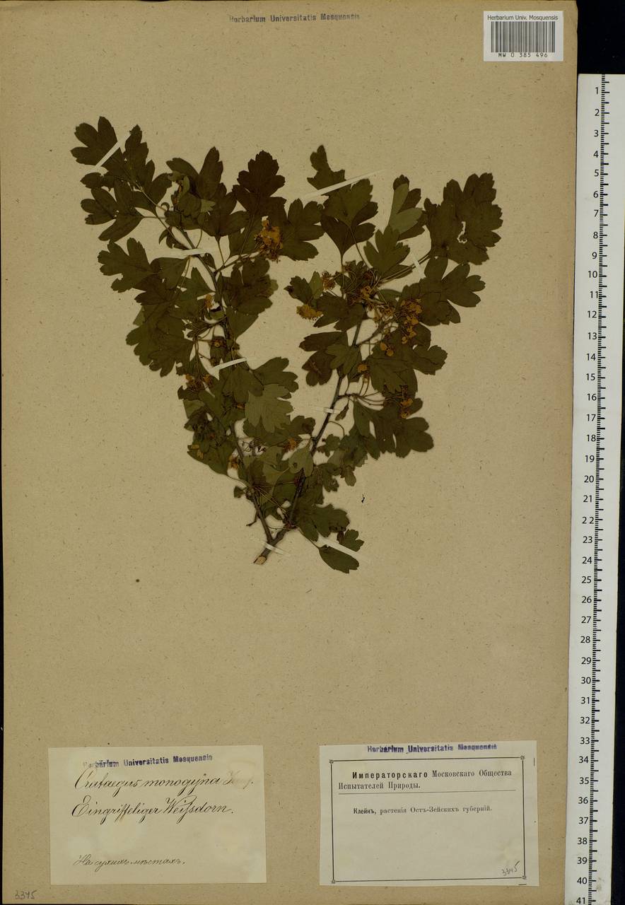 Crataegus monogyna Jacq., Eastern Europe, Latvia (E2b) (Latvia)