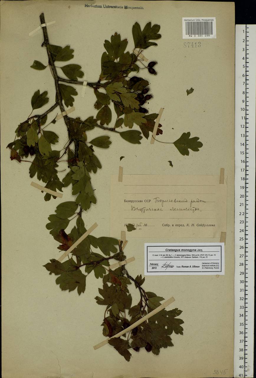 Crataegus monogyna Jacq., Eastern Europe, Belarus (E3a) (Belarus)