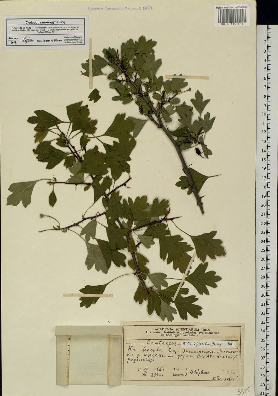 Crataegus monogyna Jacq., Eastern Europe, Moscow region (E4a) (Russia)