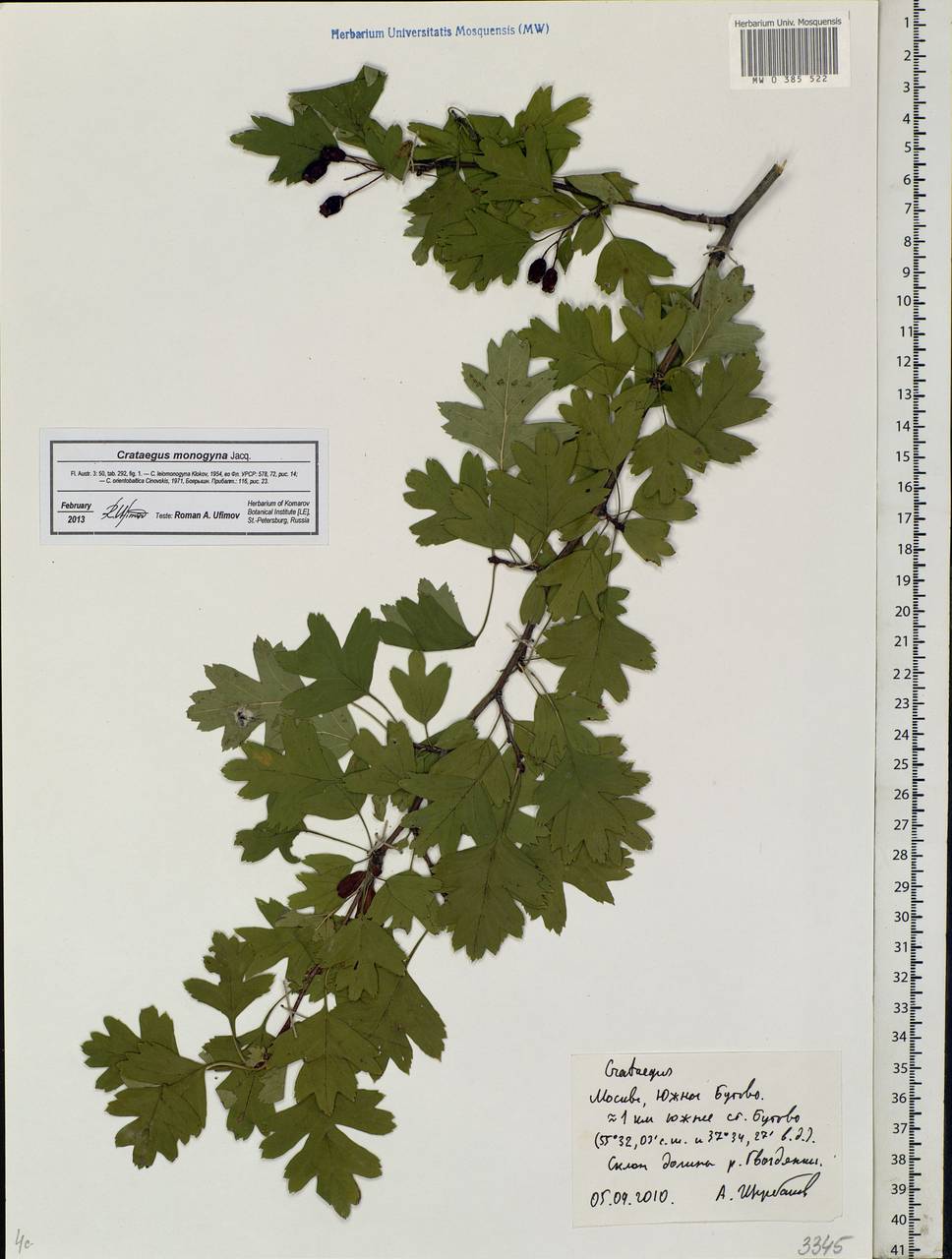Crataegus monogyna Jacq., Eastern Europe, Moscow region (E4a) (Russia)