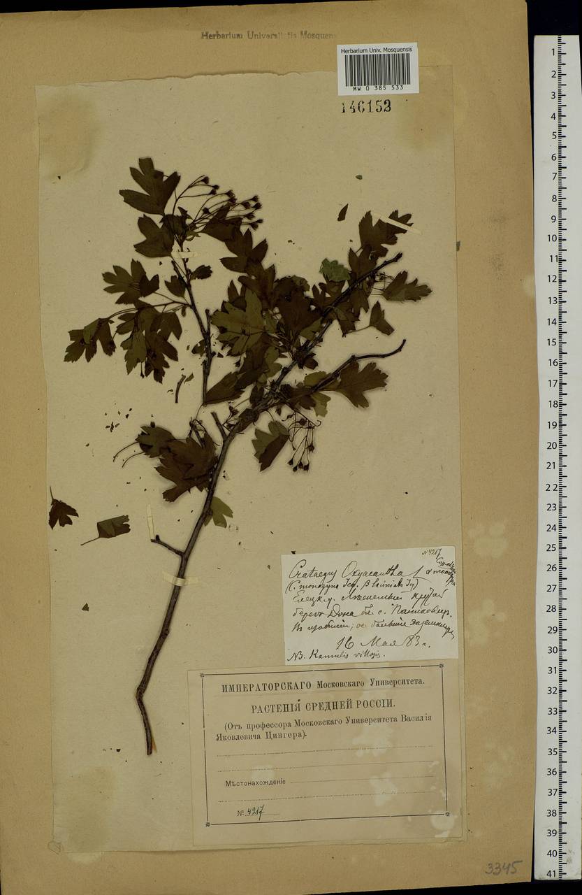 Crataegus monogyna Jacq., Eastern Europe, Central forest-and-steppe region (E6) (Russia)