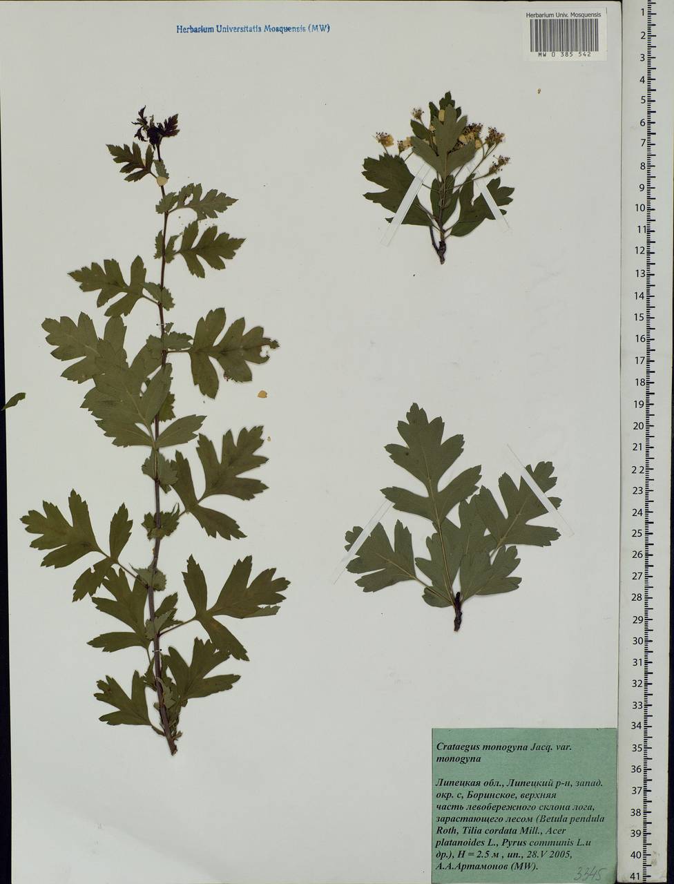 Crataegus monogyna Jacq., Eastern Europe, Central forest-and-steppe region (E6) (Russia)