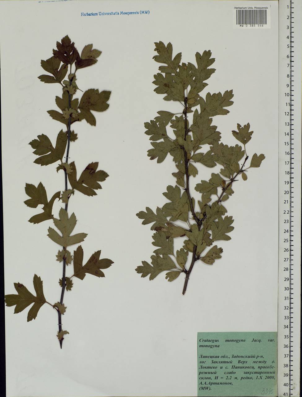 Crataegus monogyna Jacq., Eastern Europe, Central forest-and-steppe region (E6) (Russia)