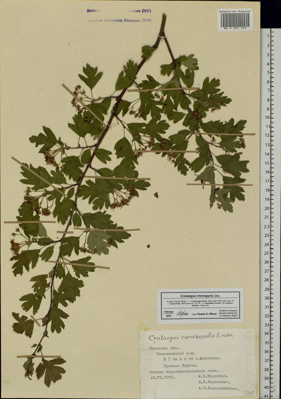 Crataegus monogyna Jacq., Eastern Europe, Central forest-and-steppe region (E6) (Russia)
