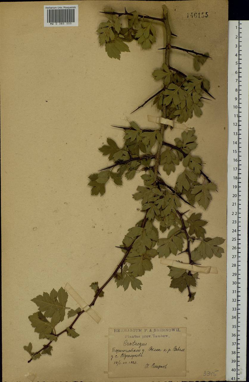 Crataegus monogyna Jacq., Eastern Europe, Central forest-and-steppe region (E6) (Russia)