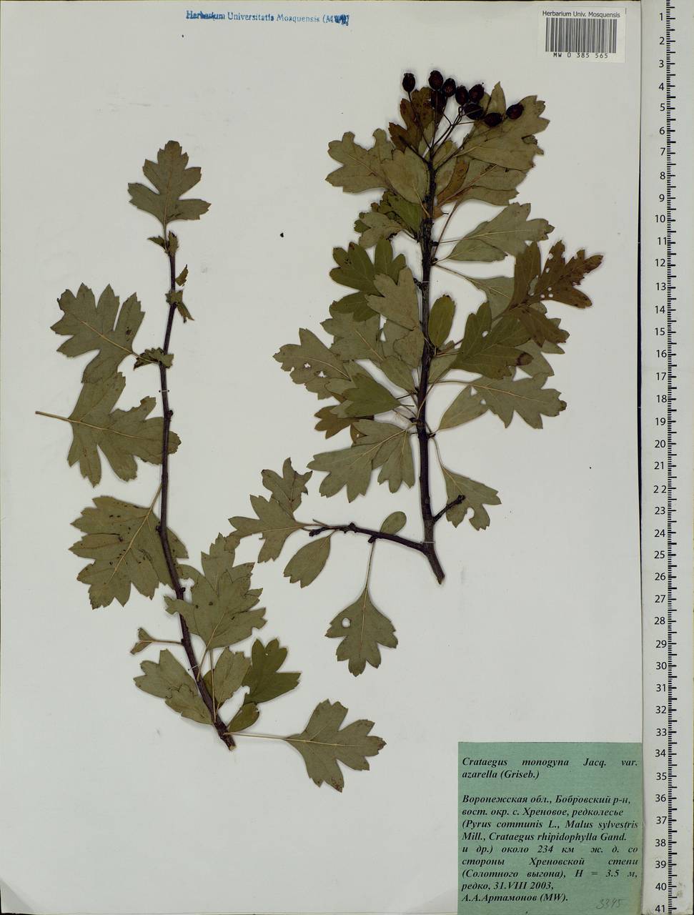 Crataegus monogyna Jacq., Eastern Europe, Central forest-and-steppe region (E6) (Russia)
