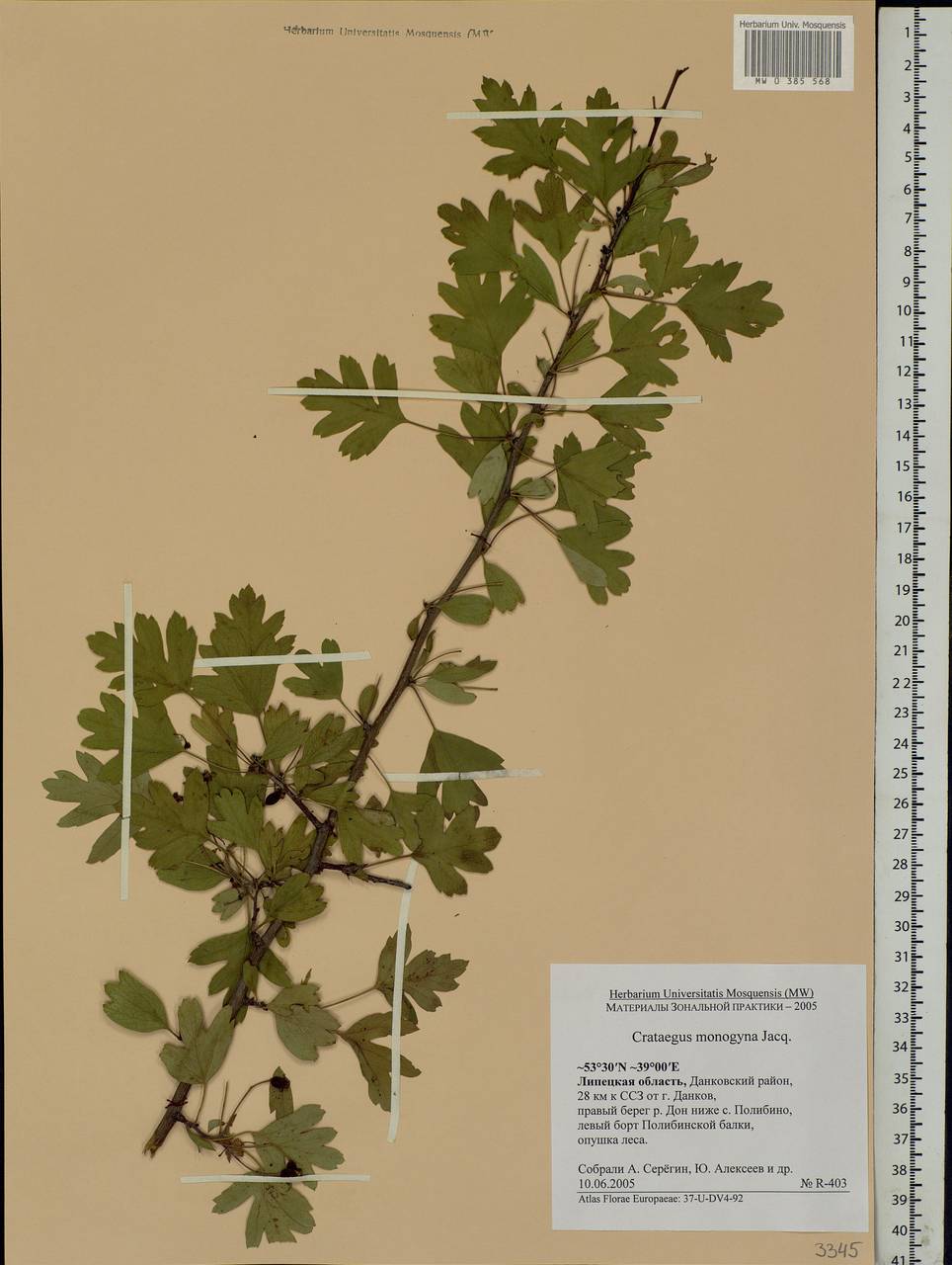 Crataegus monogyna Jacq., Eastern Europe, Central forest-and-steppe region (E6) (Russia)
