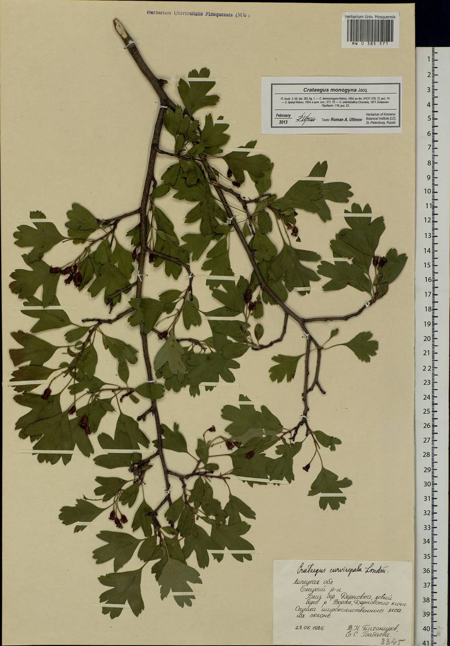 Crataegus monogyna Jacq., Eastern Europe, Central forest-and-steppe region (E6) (Russia)
