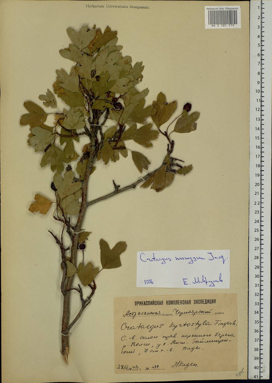 Crataegus monogyna Jacq., Eastern Europe, Lower Volga region (E9) (Russia)