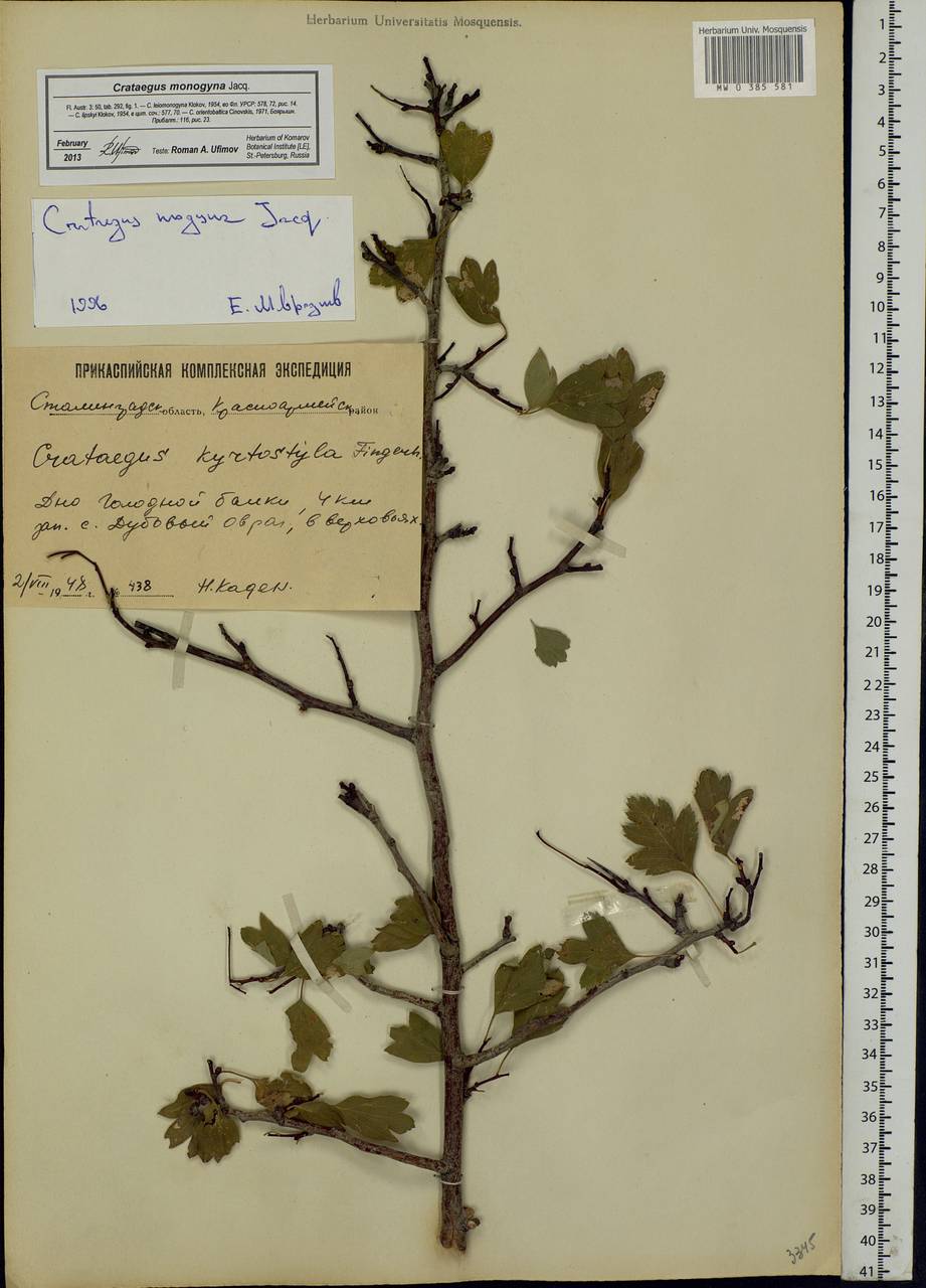 Crataegus monogyna Jacq., Eastern Europe, Lower Volga region (E9) (Russia)