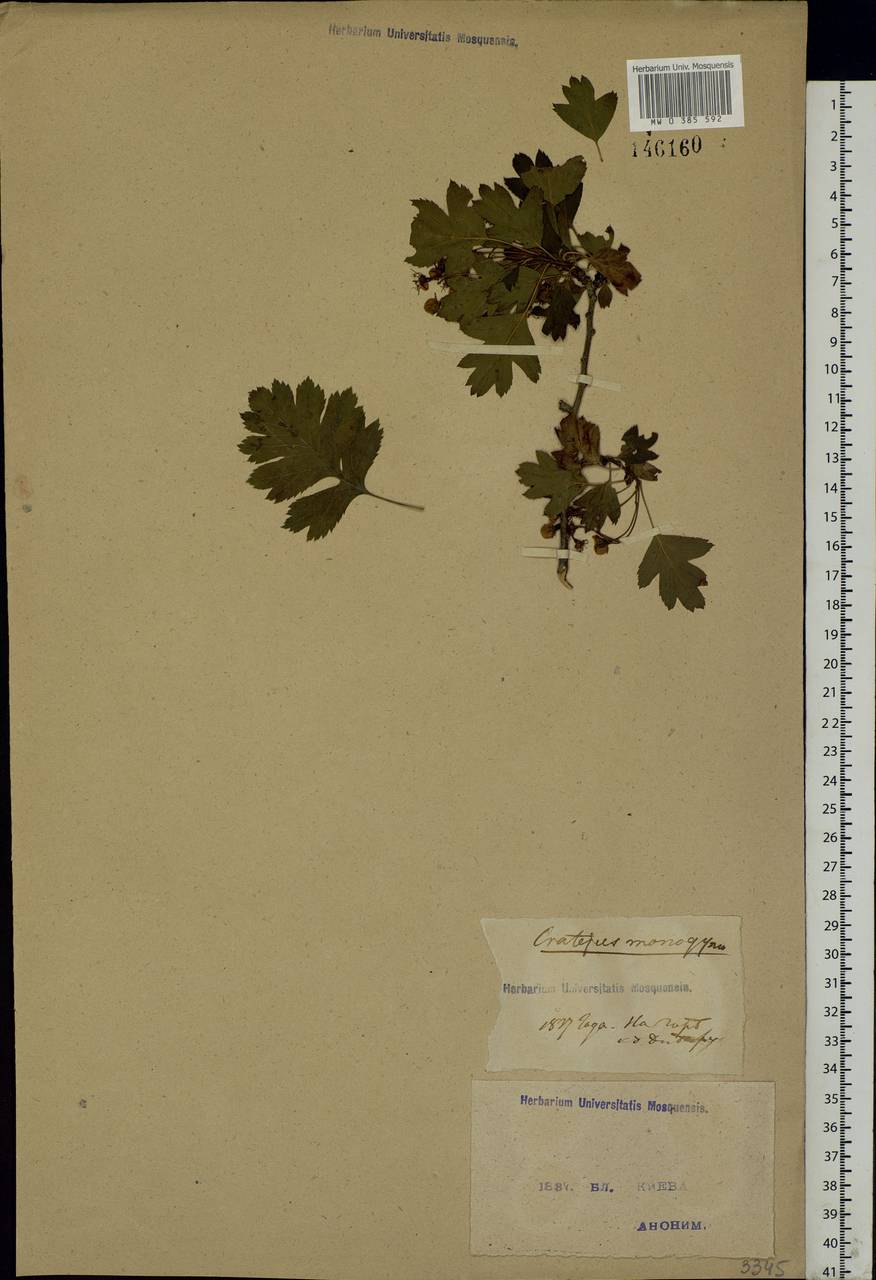 Crataegus monogyna Jacq., Eastern Europe, North Ukrainian region (E11) (Ukraine)