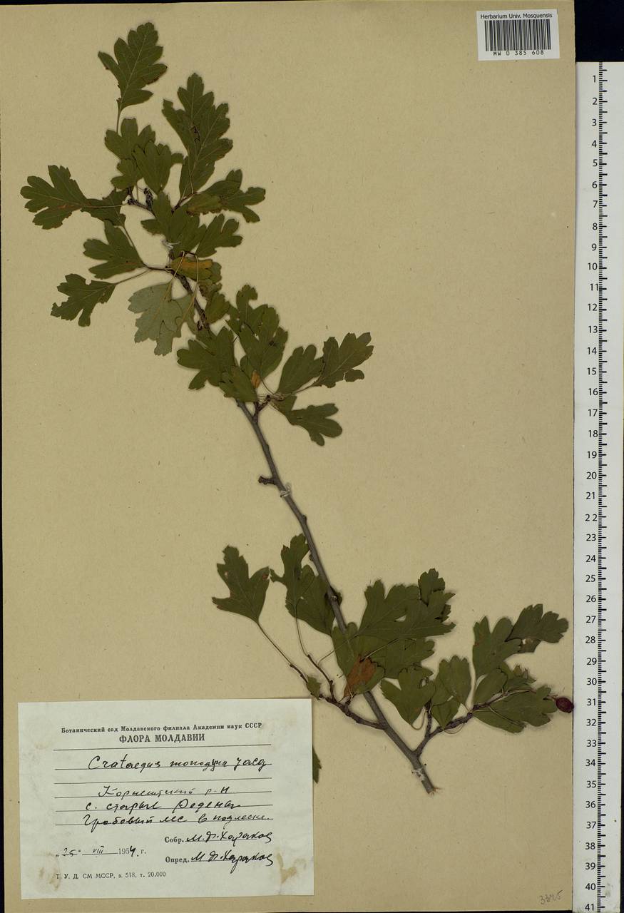 Crataegus monogyna Jacq., Eastern Europe, Moldova (E13a) (Moldova)