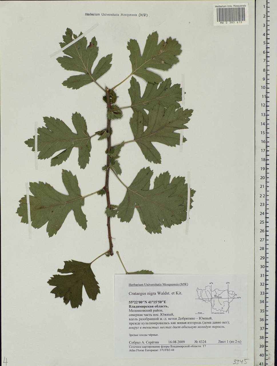Crataegus nigra Waldst. & Kit., Eastern Europe, Central region (E4) (Russia)