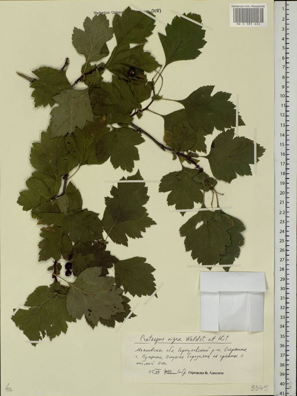 Crataegus nigra Waldst. & Kit., Eastern Europe, Moscow region (E4a) (Russia)