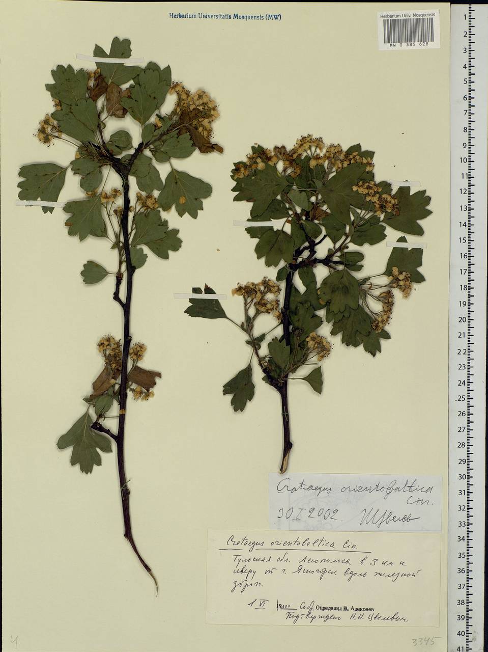 Crataegus monogyna Jacq., Eastern Europe, Central region (E4) (Russia)