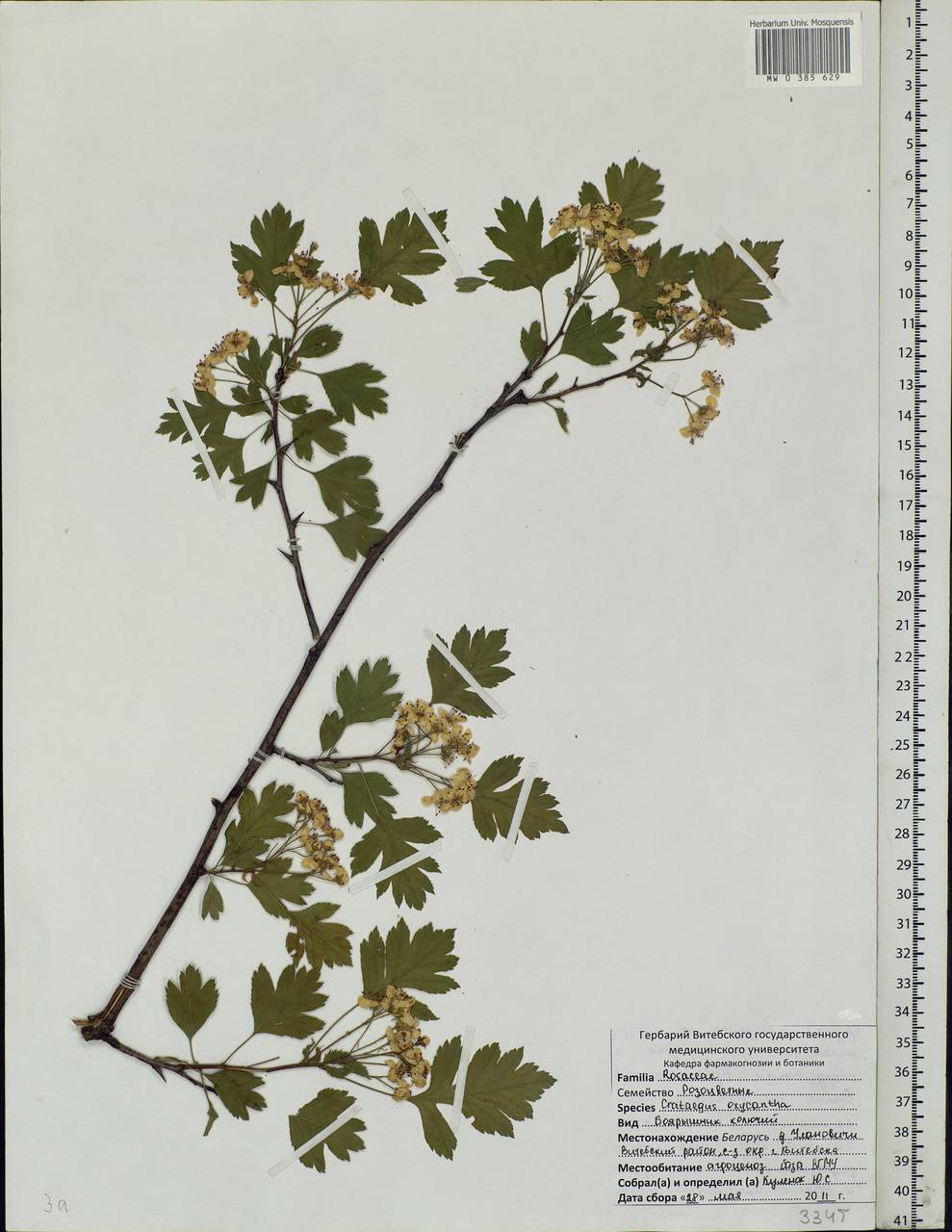 Crataegus praemonticola Holub, Eastern Europe, Belarus (E3a) (Belarus)