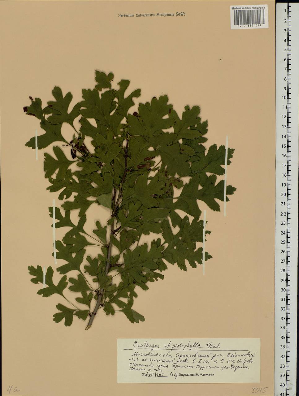 Crataegus rhipidophylla Gand., Eastern Europe, Moscow region (E4a) (Russia)