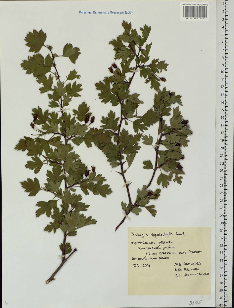 Crataegus rhipidophylla Gand., Eastern Europe, Central forest-and-steppe region (E6) (Russia)