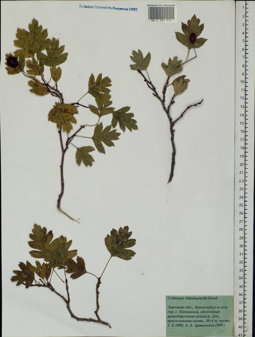 Crataegus rhipidophylla Gand., Eastern Europe, Central forest-and-steppe region (E6) (Russia)