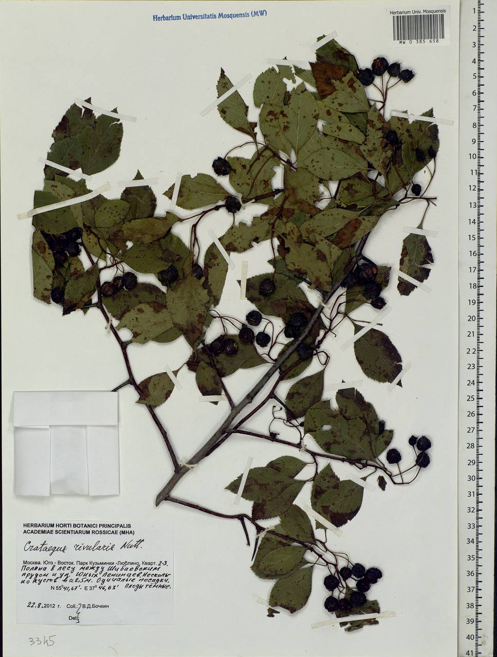 Crataegus rivularis Nutt. ex Torr. & A. Gray, Eastern Europe, Moscow region (E4a) (Russia)