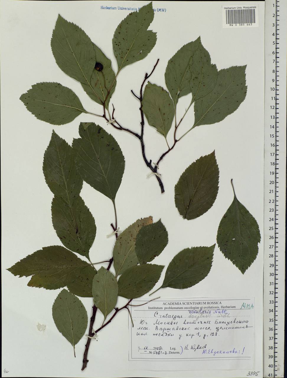 Crataegus rivularis Nutt. ex Torr. & A. Gray, Eastern Europe, Moscow region (E4a) (Russia)