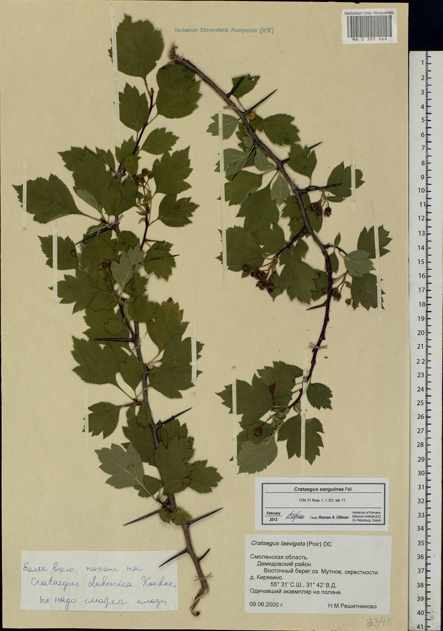 Crataegus sanguinea Pall., Eastern Europe, Western region (E3) (Russia)