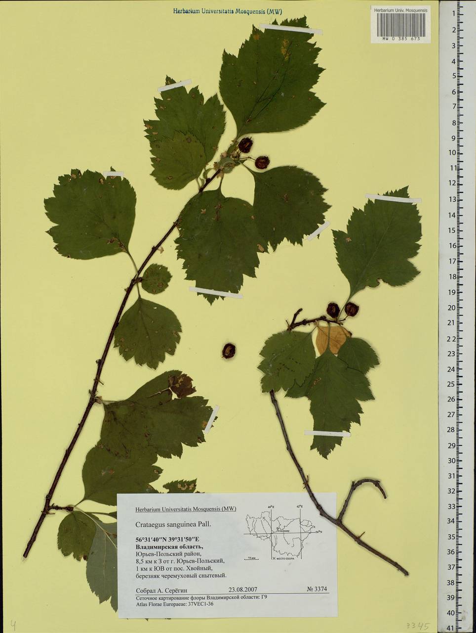 Crataegus sanguinea Pall., Eastern Europe, Central region (E4) (Russia)
