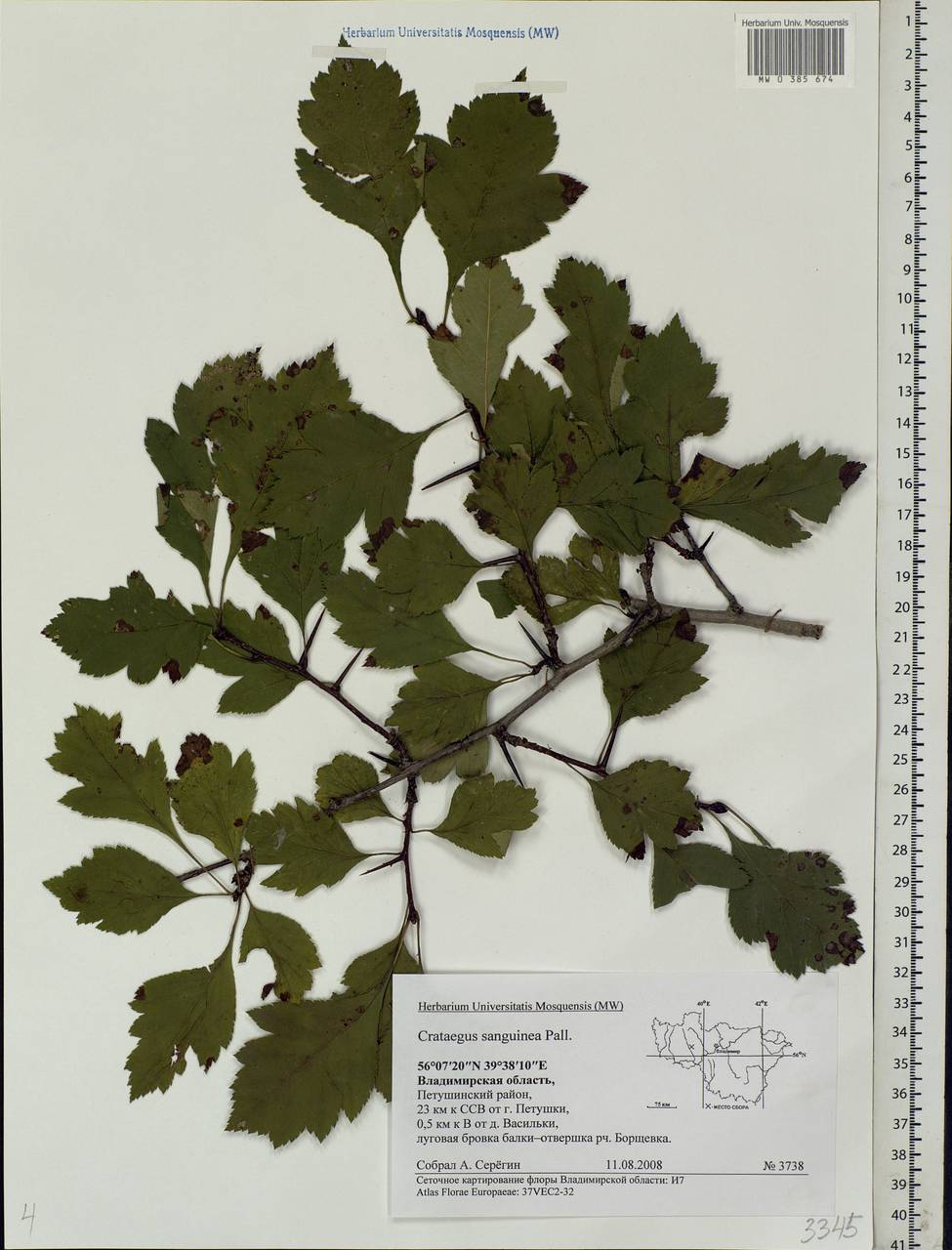 Crataegus sanguinea Pall., Eastern Europe, Central region (E4) (Russia)