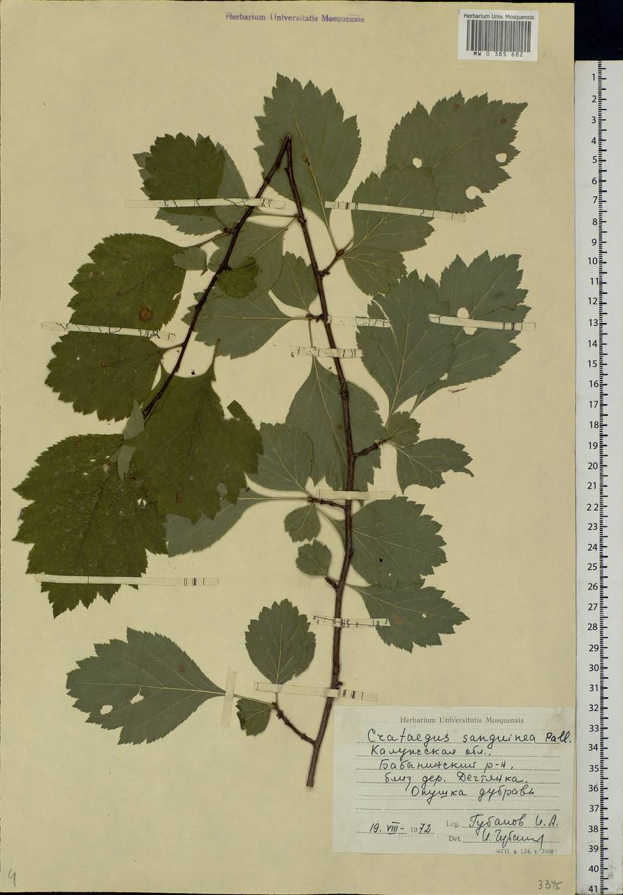 Crataegus sanguinea Pall., Eastern Europe, Central region (E4) (Russia)