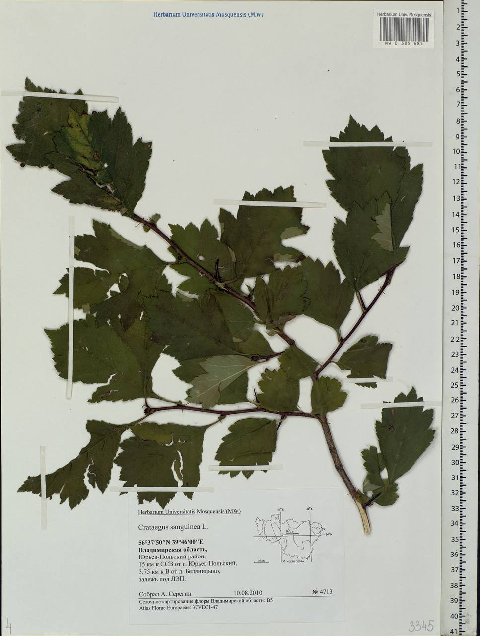 Crataegus sanguinea Pall., Eastern Europe, Central region (E4) (Russia)