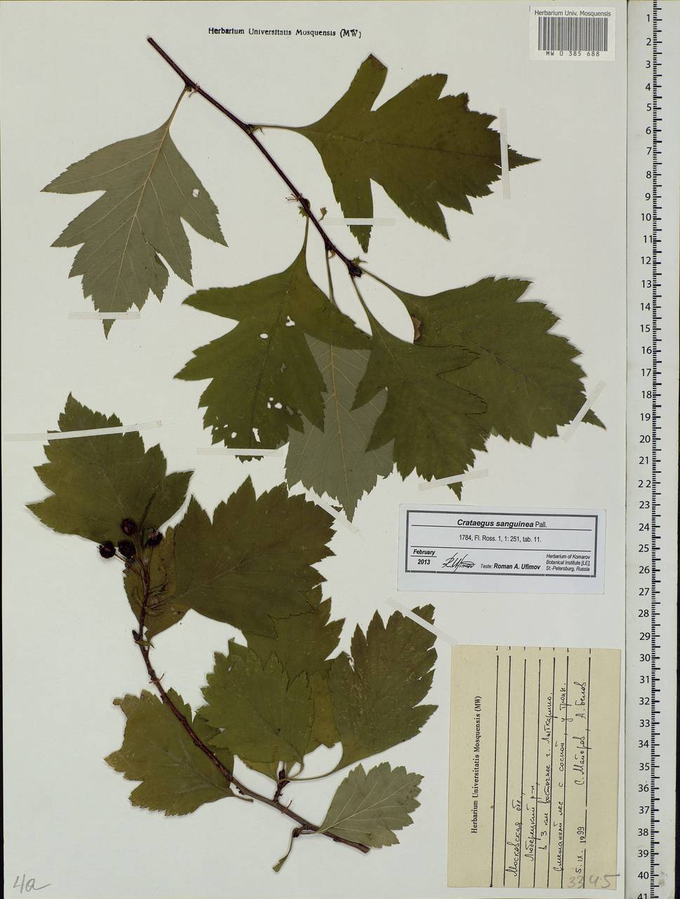 Crataegus sanguinea Pall., Eastern Europe, Moscow region (E4a) (Russia)