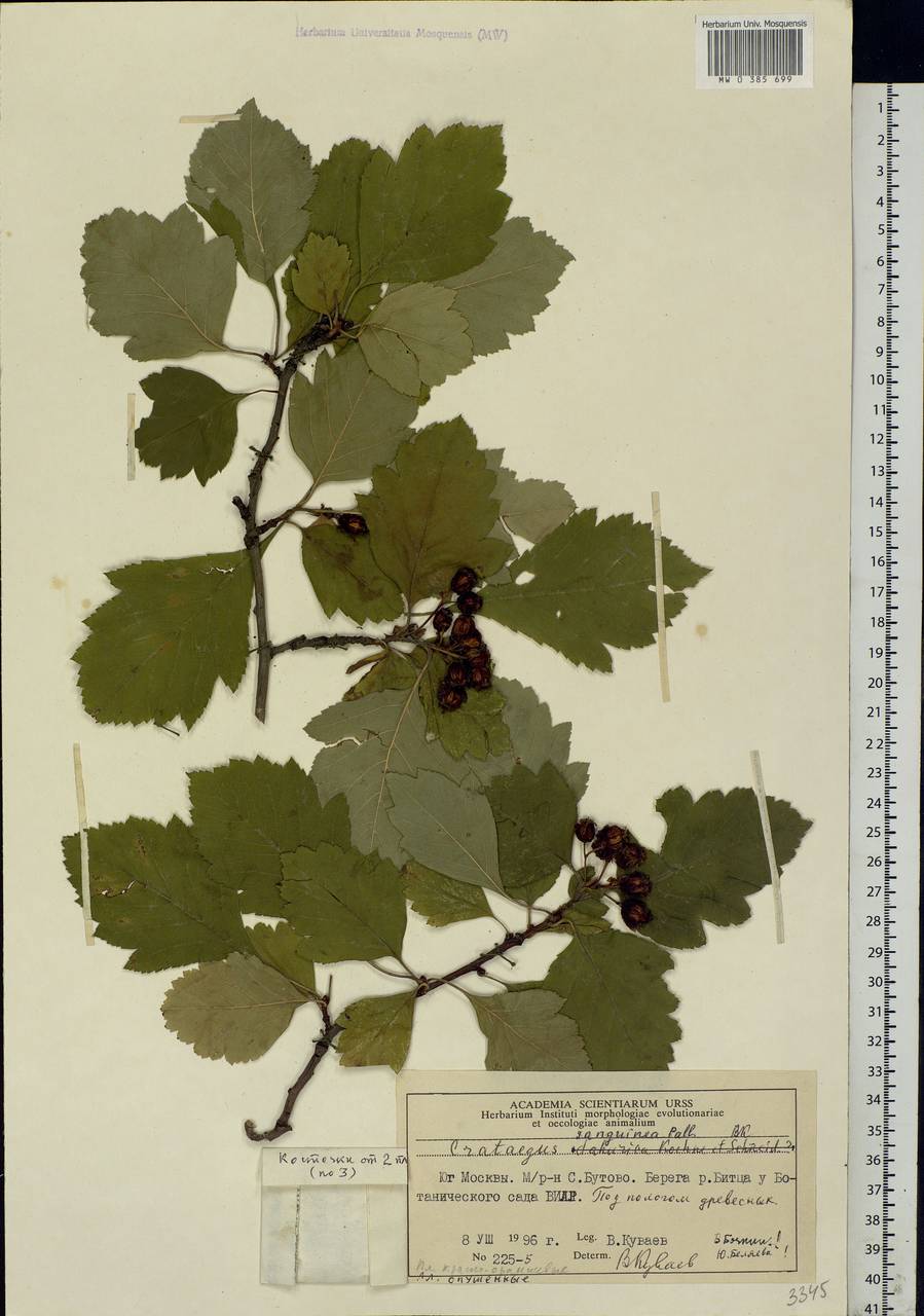 Crataegus sanguinea Pall., Eastern Europe, Moscow region (E4a) (Russia)