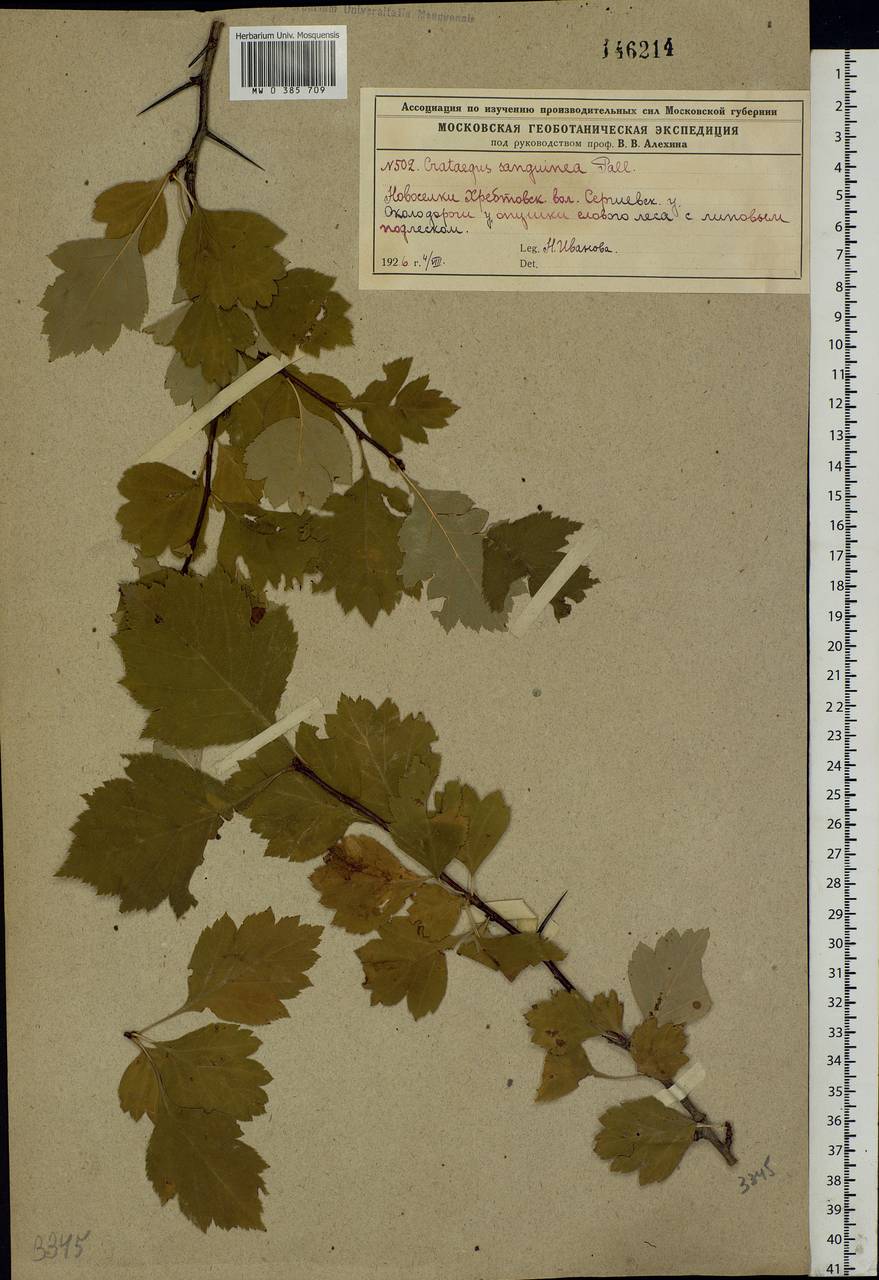Crataegus sanguinea Pall., Eastern Europe, Moscow region (E4a) (Russia)