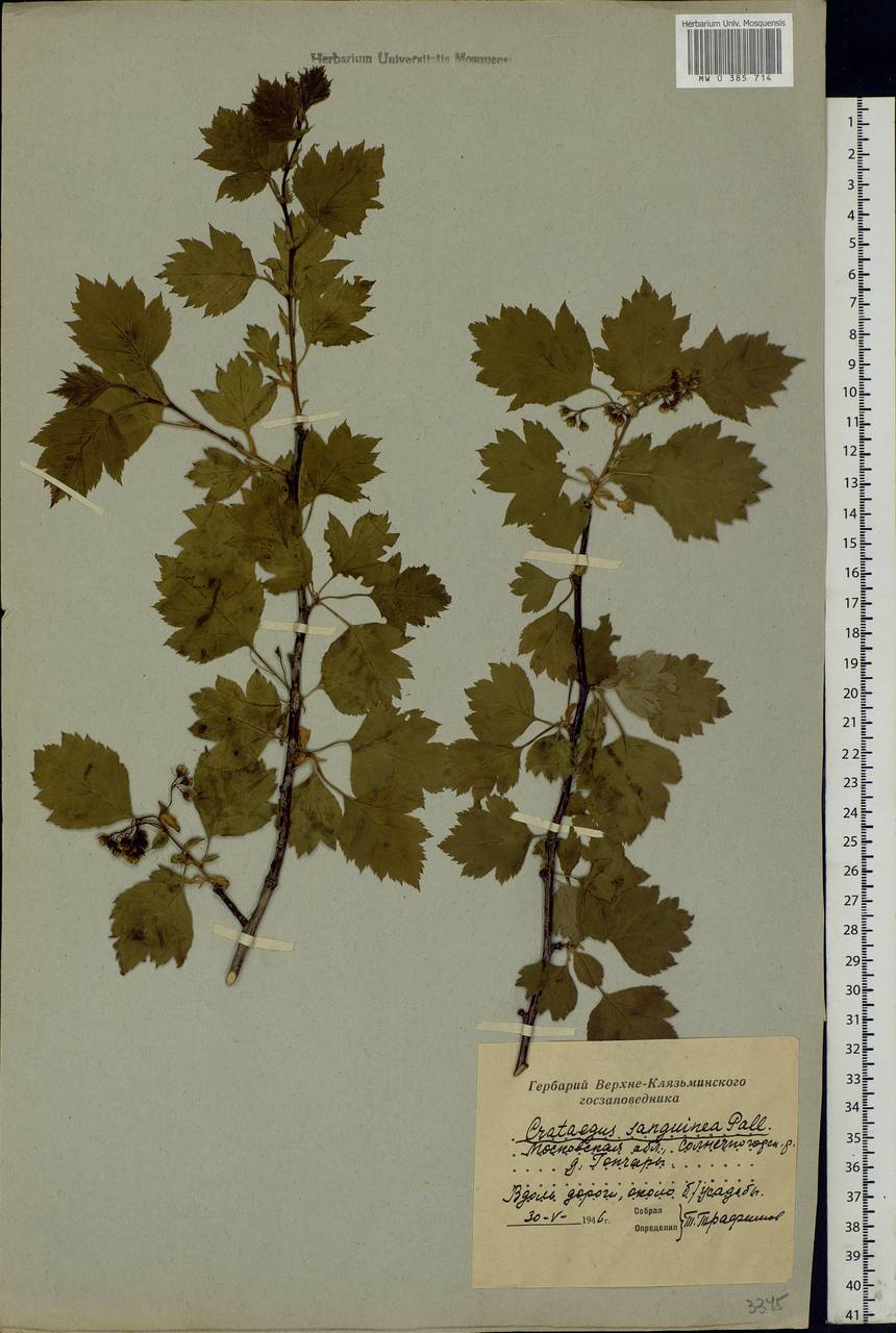 Crataegus sanguinea Pall., Eastern Europe, Moscow region (E4a) (Russia)
