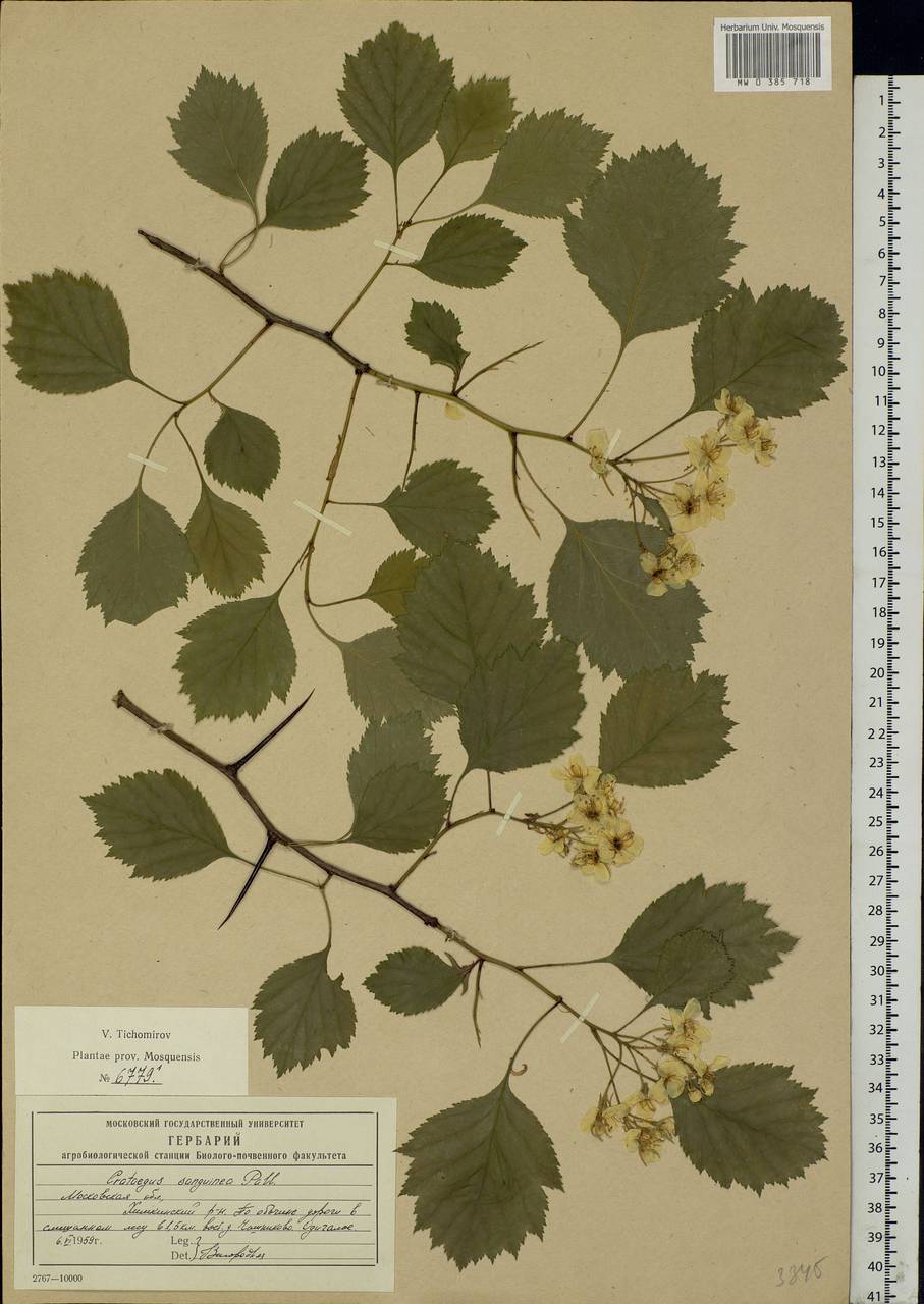 Crataegus sanguinea Pall., Eastern Europe, Moscow region (E4a) (Russia)