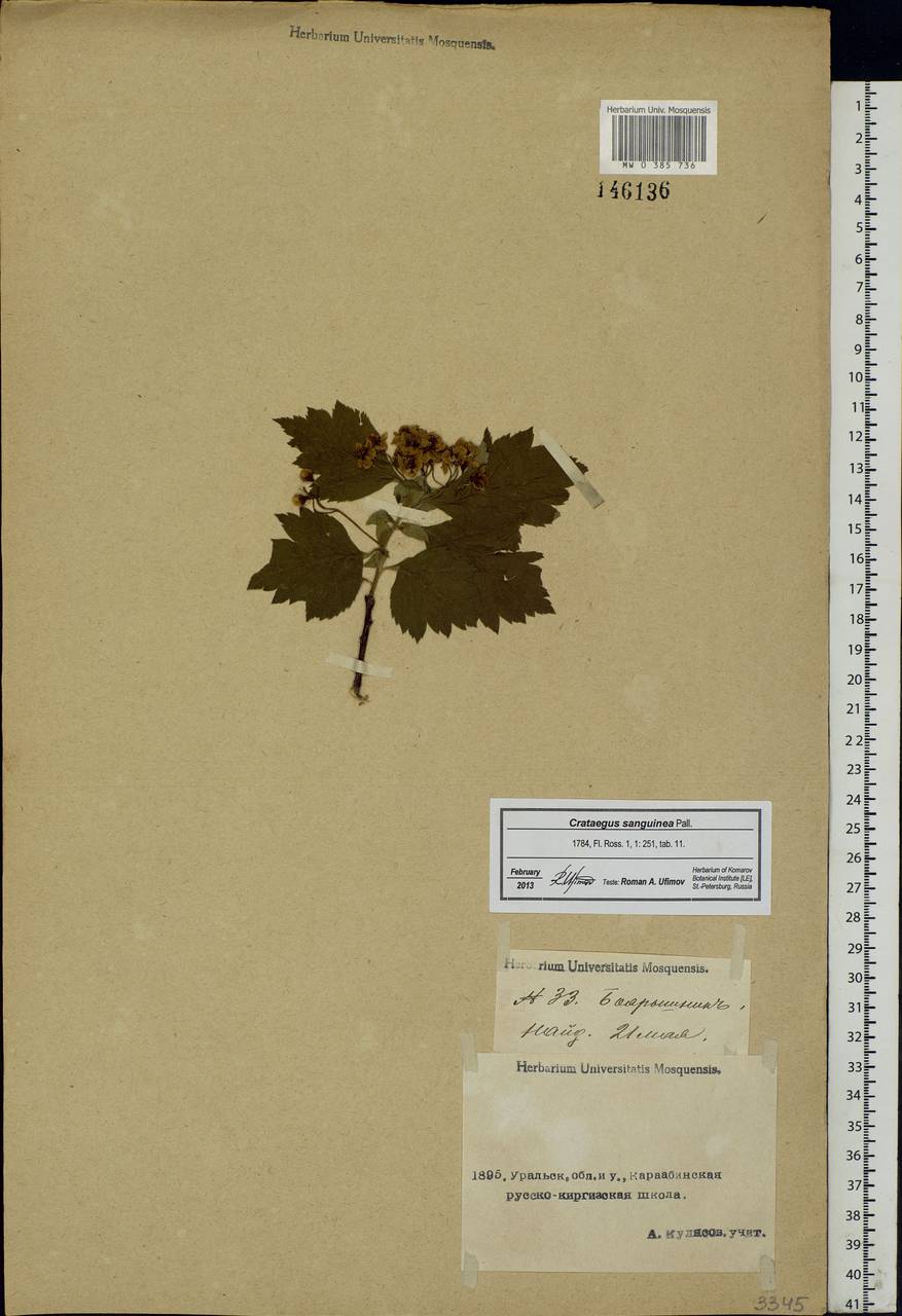 Crataegus sanguinea Pall., Middle Asia, Caspian Ustyurt & Northern Aralia (M8) (Kazakhstan)