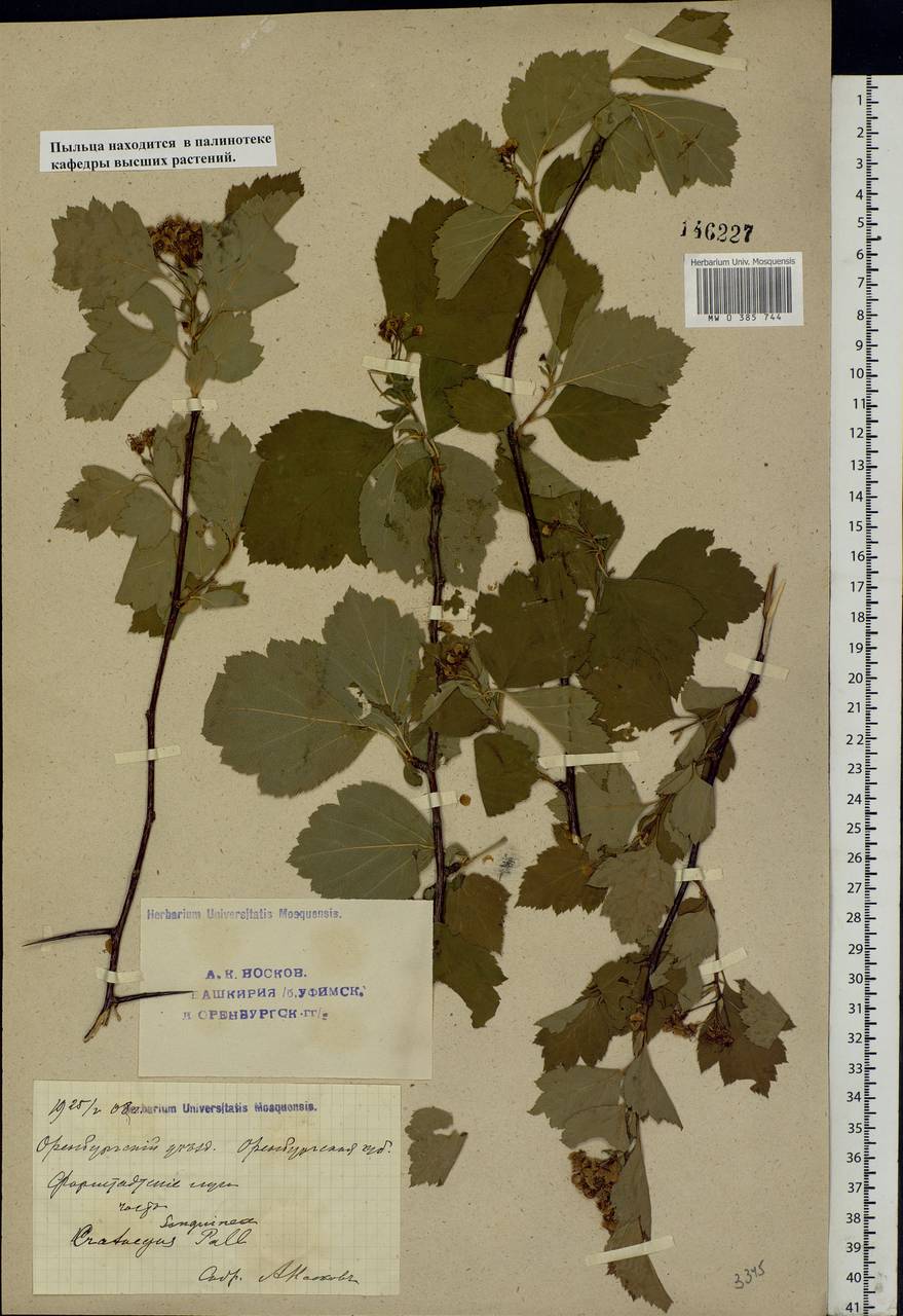 Crataegus sanguinea Pall., Eastern Europe, Eastern region (E10) (Russia)