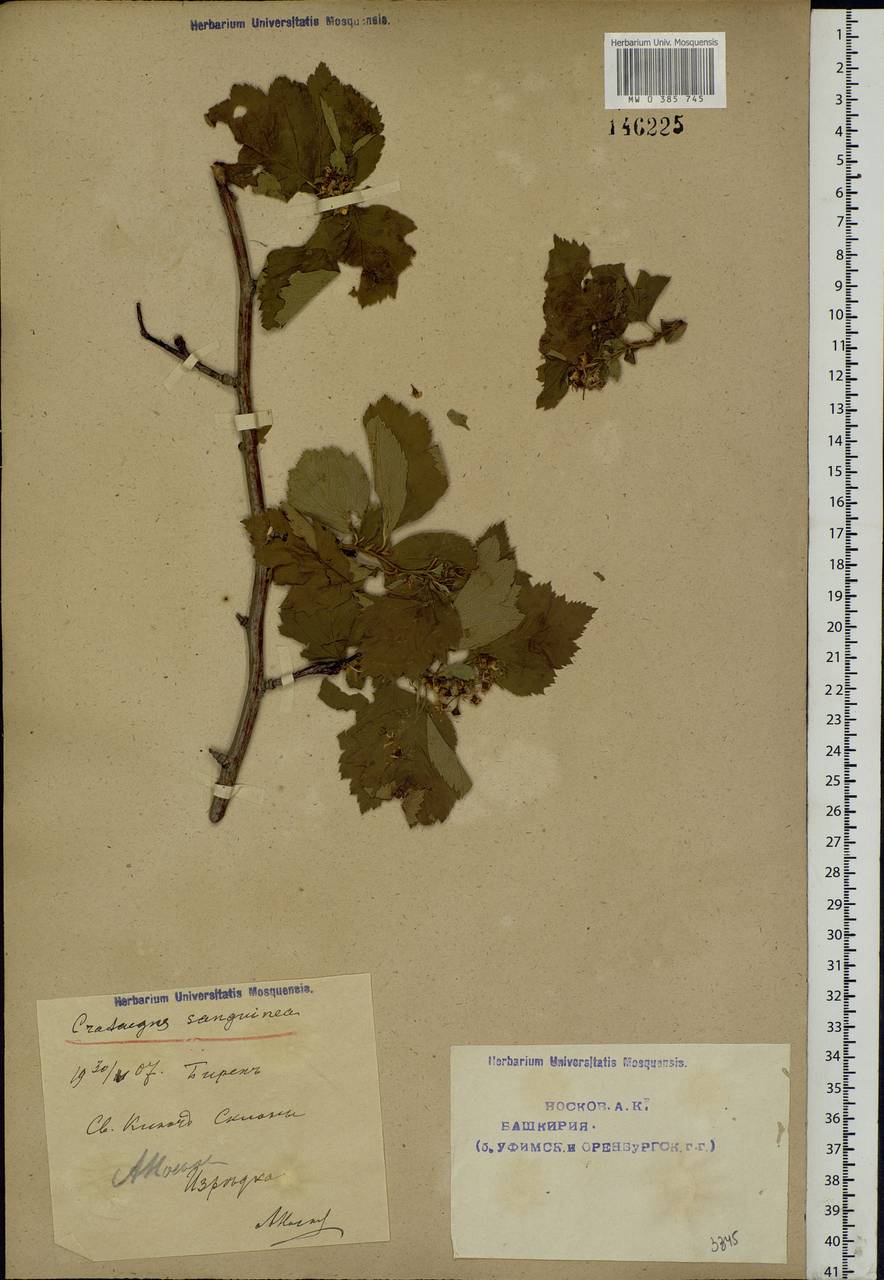 Crataegus sanguinea Pall., Eastern Europe, Eastern region (E10) (Russia)