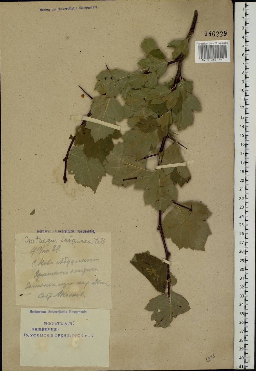 Crataegus sanguinea Pall., Eastern Europe, Eastern region (E10) (Russia)