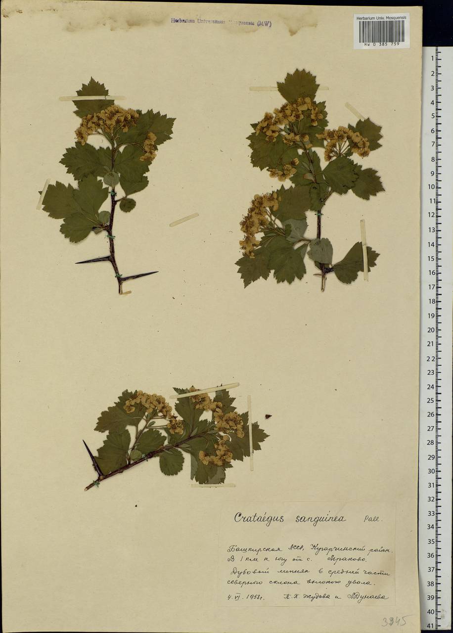 Crataegus sanguinea Pall., Eastern Europe, Eastern region (E10) (Russia)
