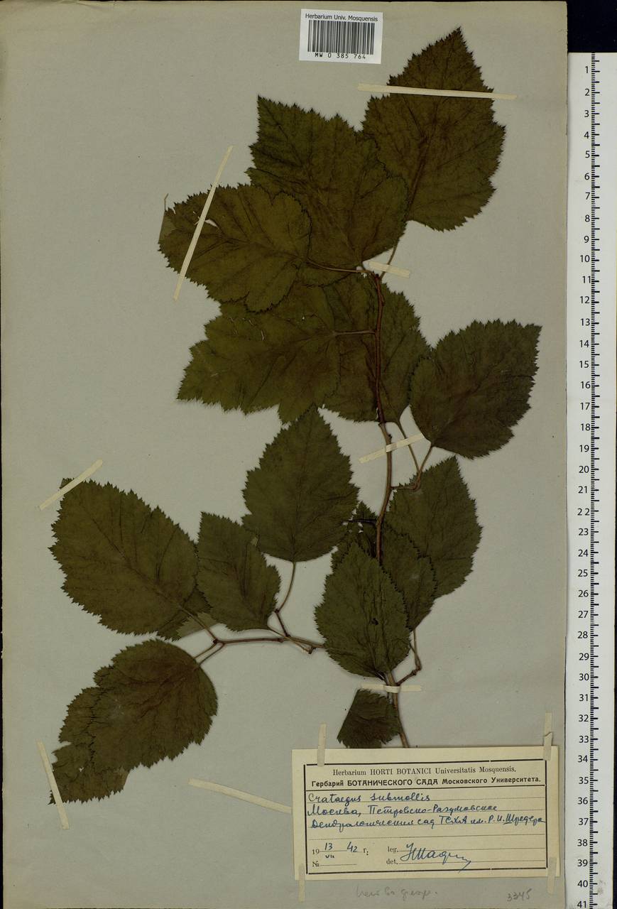 Crataegus submollis Sarg., Eastern Europe, Moscow region (E4a) (Russia)