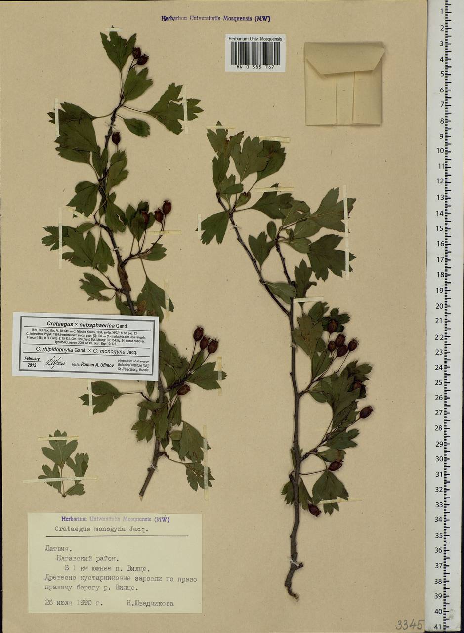 Crataegus ×subsphaericea Gand., Eastern Europe, Latvia (E2b) (Latvia)