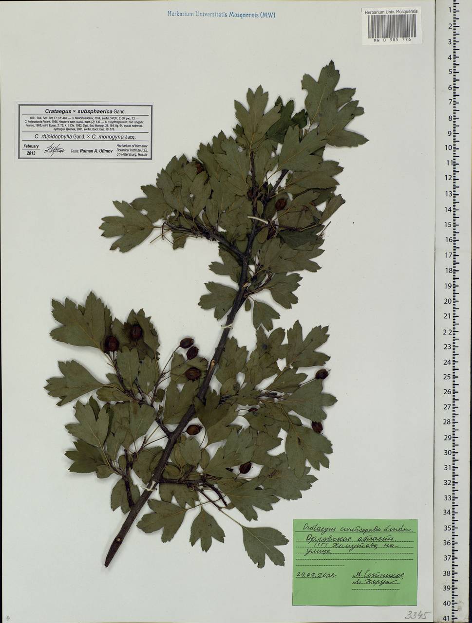 Crataegus ×subsphaericea Gand., Eastern Europe, Central forest-and-steppe region (E6) (Russia)