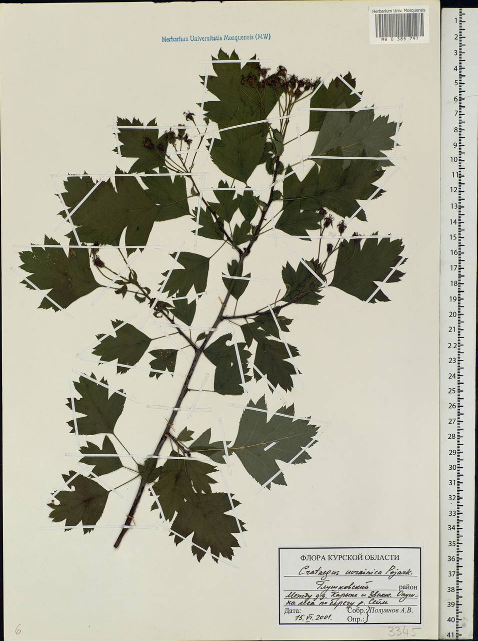 Crataegus meyeri Pojark., Eastern Europe, Central forest-and-steppe region (E6) (Russia)