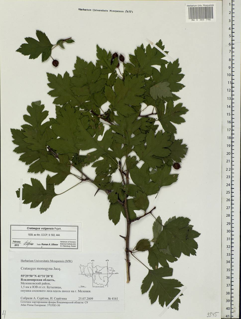 Crataegus ambigua subsp. ambigua, Eastern Europe, Central region (E4) (Russia)