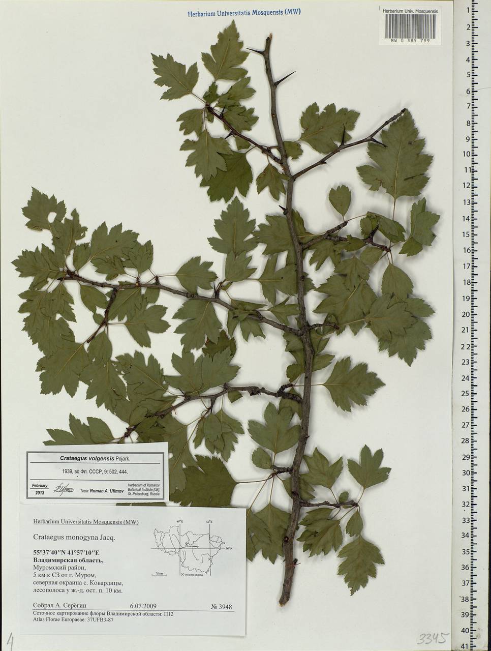 Crataegus ambigua subsp. ambigua, Eastern Europe, Central region (E4) (Russia)